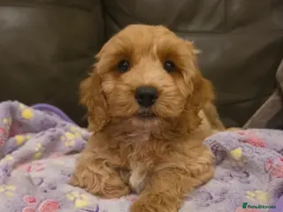 Cockapoo dogs READY NOW !! Stunning F1 female Cockapoo puppy - Advert 1