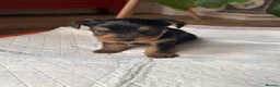 Yorkshire Terrier dogs for sale: Beautiful Yorkshire terrier puppies - Advert 13