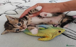 Mixed Breed cats for sale: Lovely kittens  - Image 8