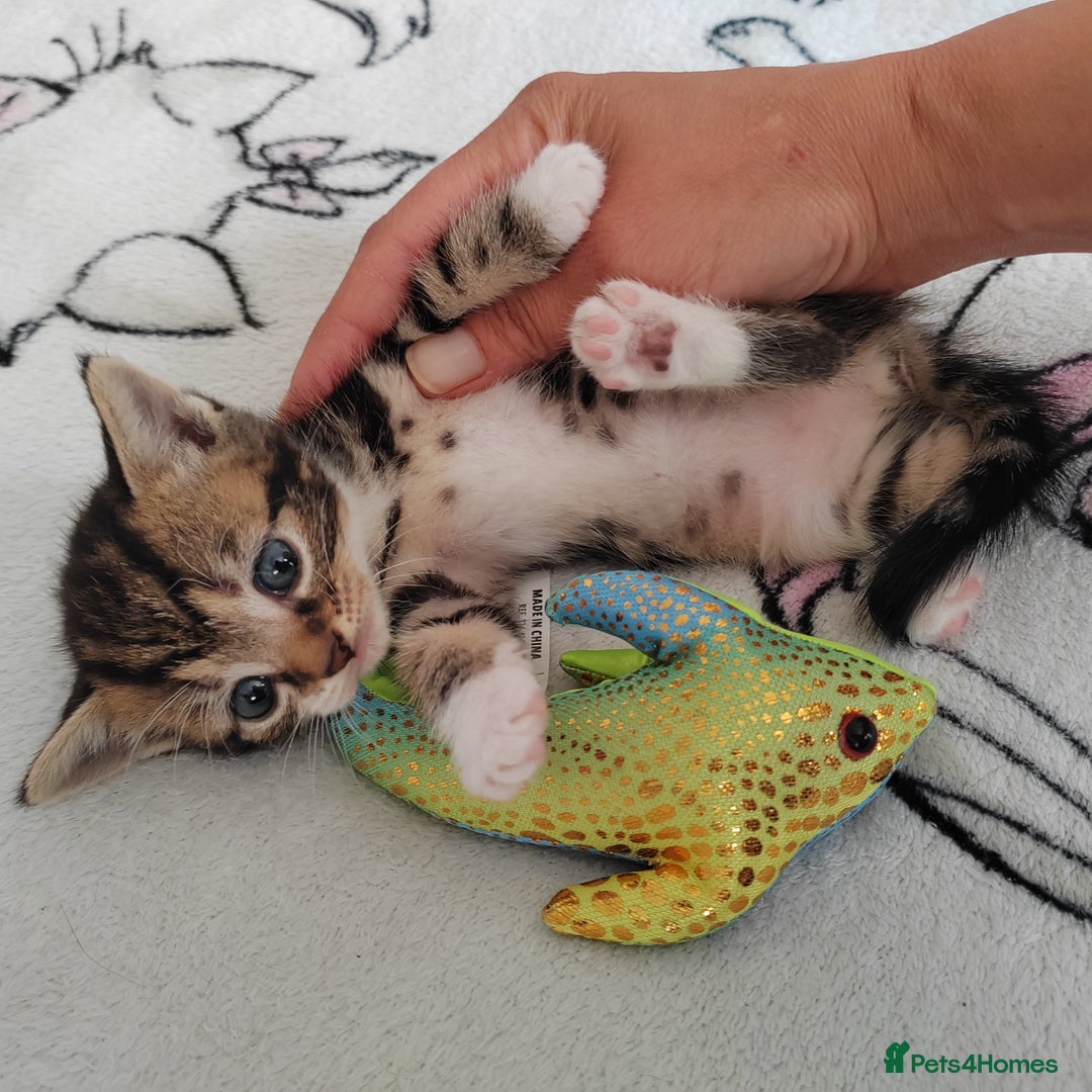 Mixed Breed cats for sale: Lovely kittens  - Image 8