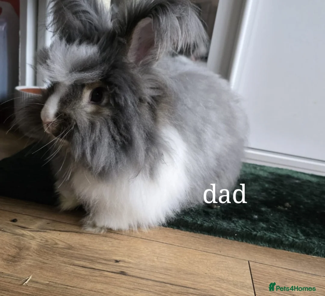 Angora rabbits for sale: ❤️Stunning full- face English Angora Babies❤️ - Advert 21