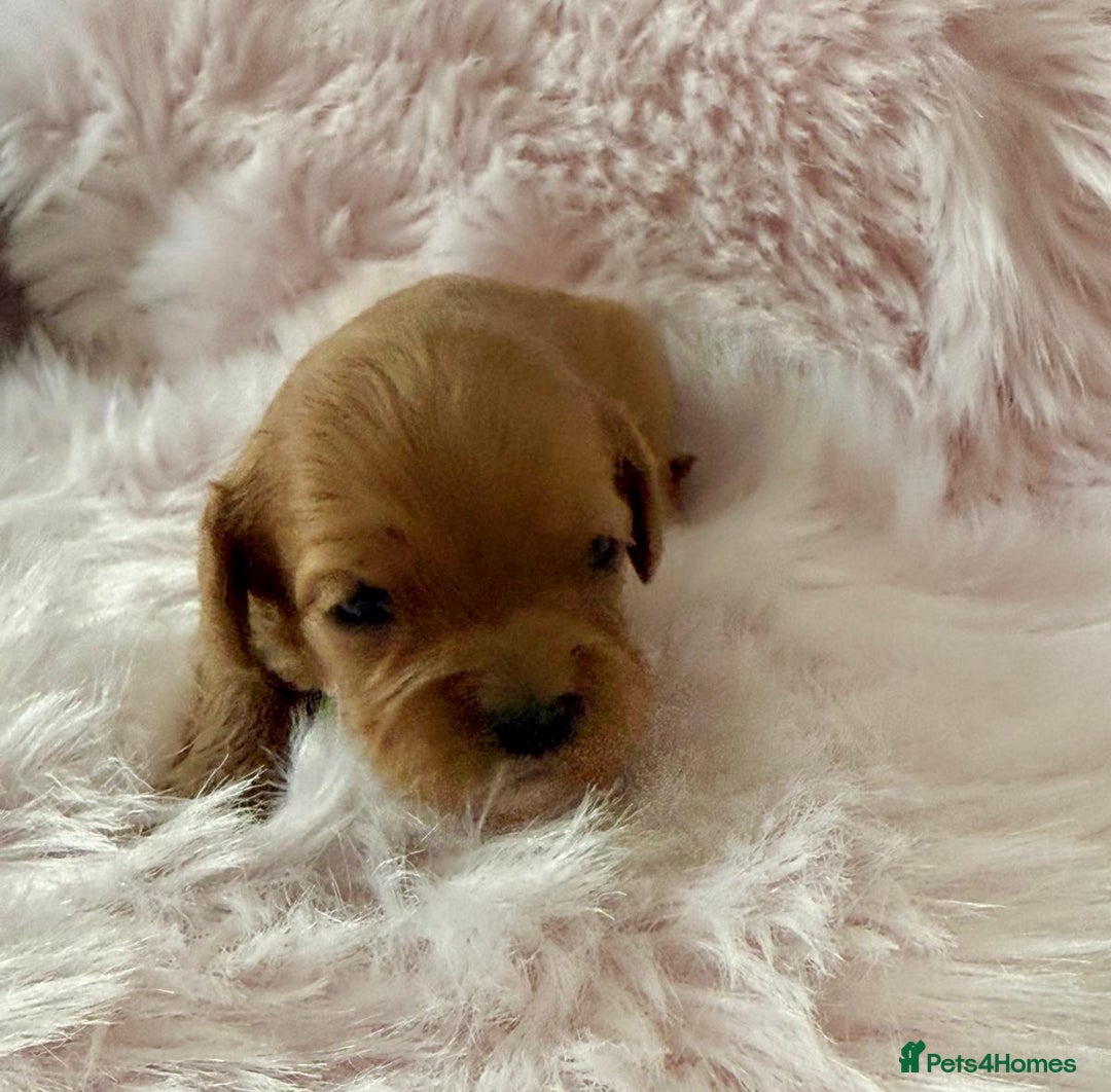 Cavapoo dogs for sale: Beautiful F1b Cavapoo's 🧬 DNA Tested Parents - Image 13