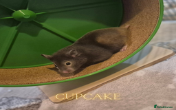 Hamster rodents for sale: 8 week old Female Sable Pedigree Syrian Hamster - Image 4
