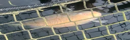 Koi Carp fish for sale: Koi Carp, Goldfish and Orfe’s in Chesterfield - Advert 6