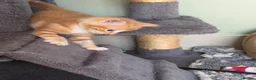 Mixed Breed cats for sale: Beautiful kittens for sale  - Advert 7