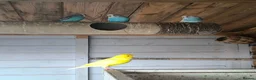 Budgerigars birds for sale: Budgies for sale  in Luton - Advert 2