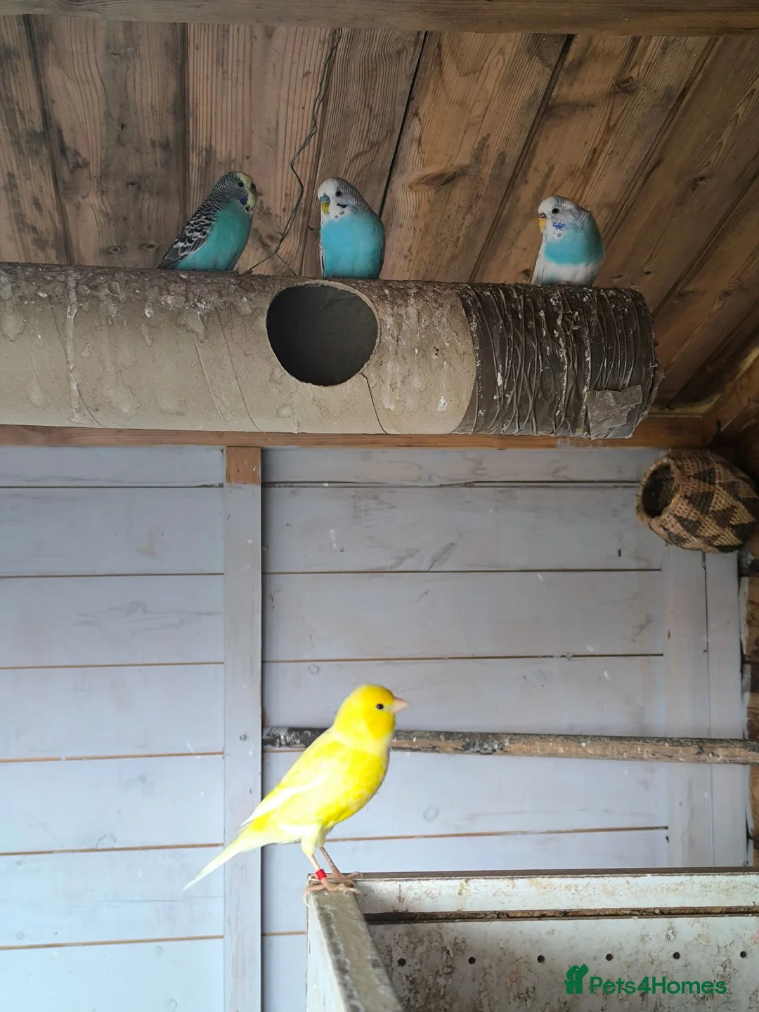 Budgerigars birds for sale: Budgies for sale  in Luton - Advert 2