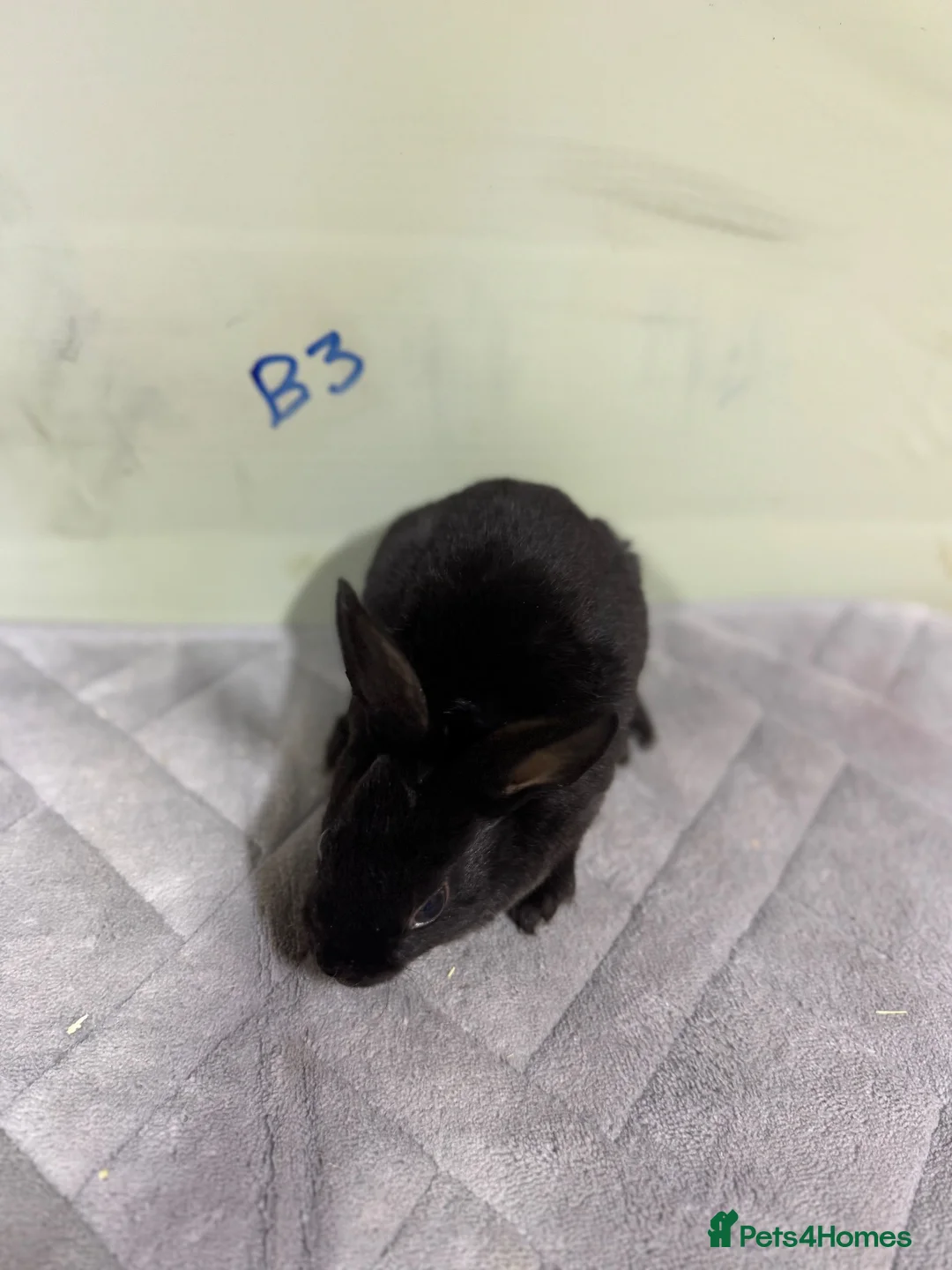 Rex rabbits for sale: mini Rex’s babies 8weeks + - Advert 8