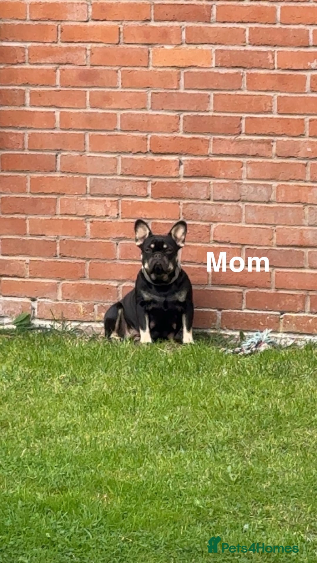 French Bulldog dogs for sale: 7 BEAUTIFUL FRENCHIE PUPPIES FOR SALE 🐾🐶  - Image 7