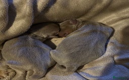 Jack Russell dogs for sale: Wenlock JRT Lilac Bitch (Last one left)  - Image 7