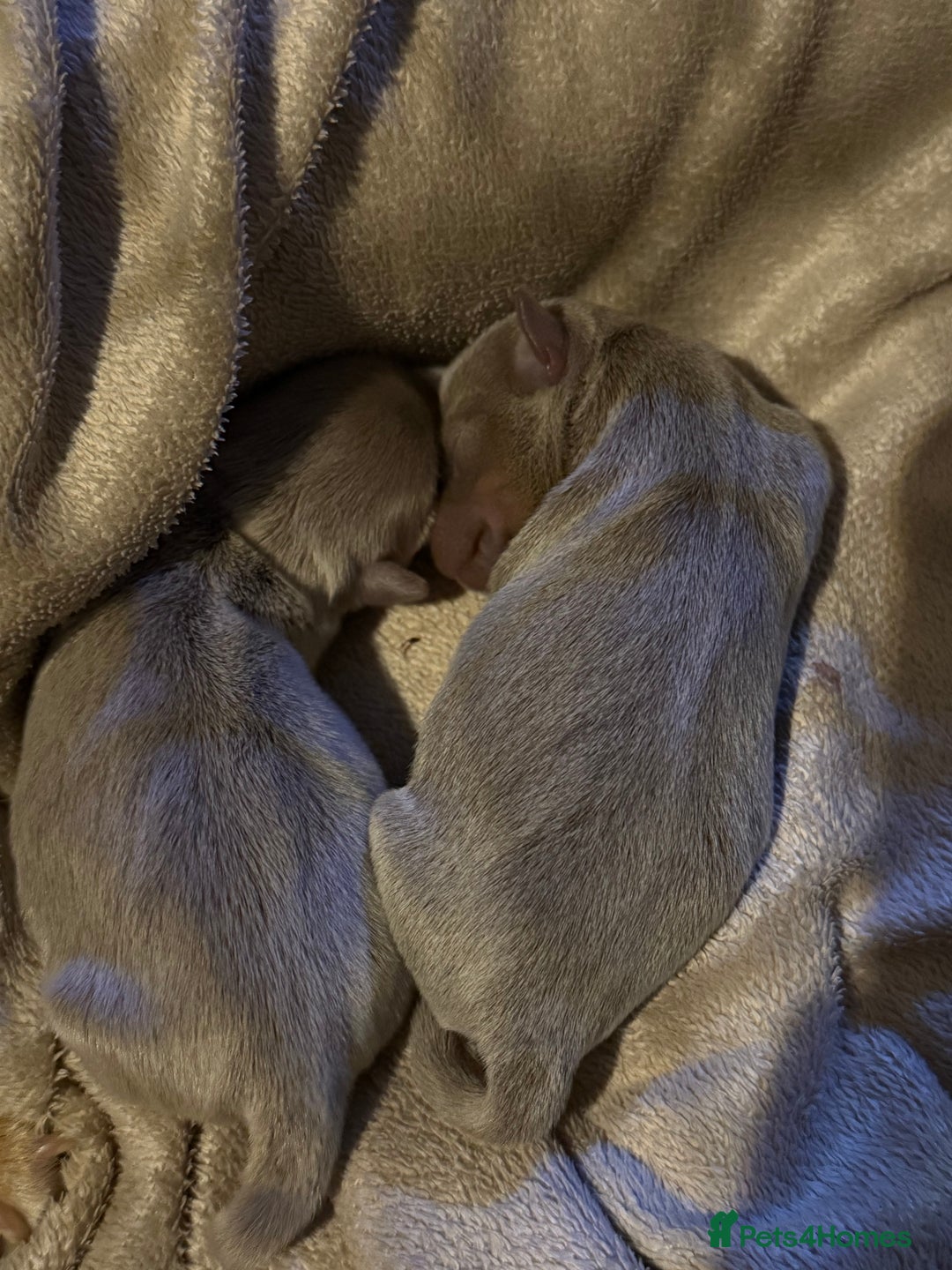 Jack Russell dogs for sale: Wenlock JRT Lilac Bitch (Last one left)  - Image 7