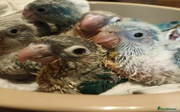 Parrots birds for sale: Hand reared Quaker and Conure chicks - Image 23