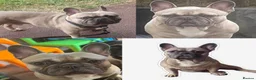 Mixed Breed dogs for sale: Stunning Olde English x French Bulldog Puppies in Milton Keynes - Advert 12