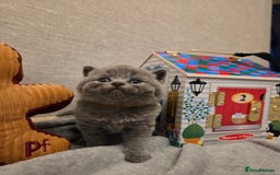British Shorthair cats for sale: 🐾 Beautiful 7 British Shorthair Kittens 🐾  - Advert 2