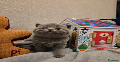 British Shorthair cats 🐾 Beautiful 7 British Shorthair Kittens 🐾  - Advert 7