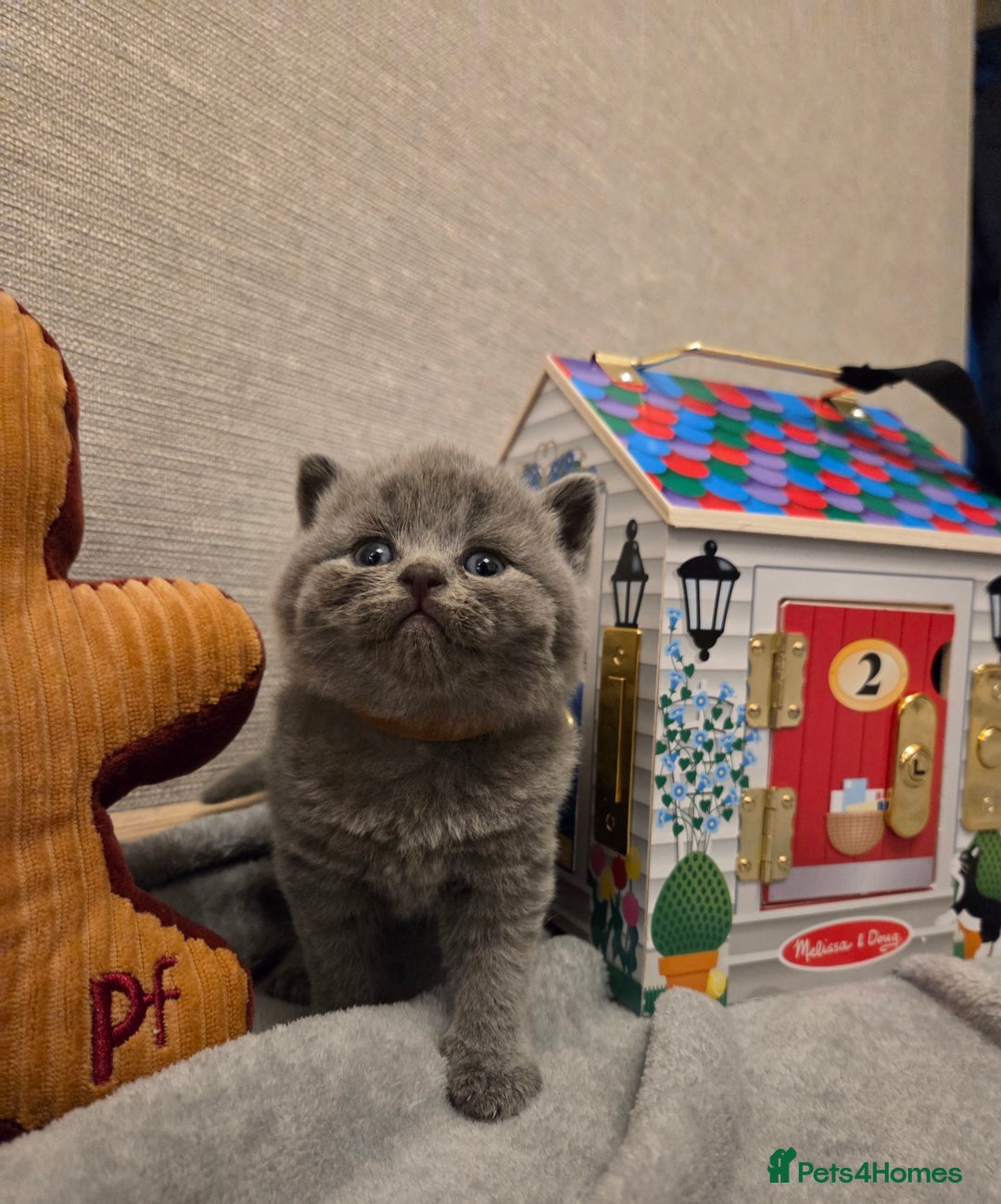 British Shorthair cats for sale: 🐾 Beautiful 7 British Shorthair Kittens 🐾  - Advert 2