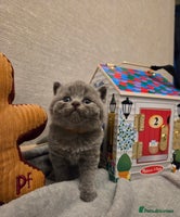 British Shorthair cats 🐾 Beautiful 7 British Shorthair Kittens 🐾 - Advert 7
