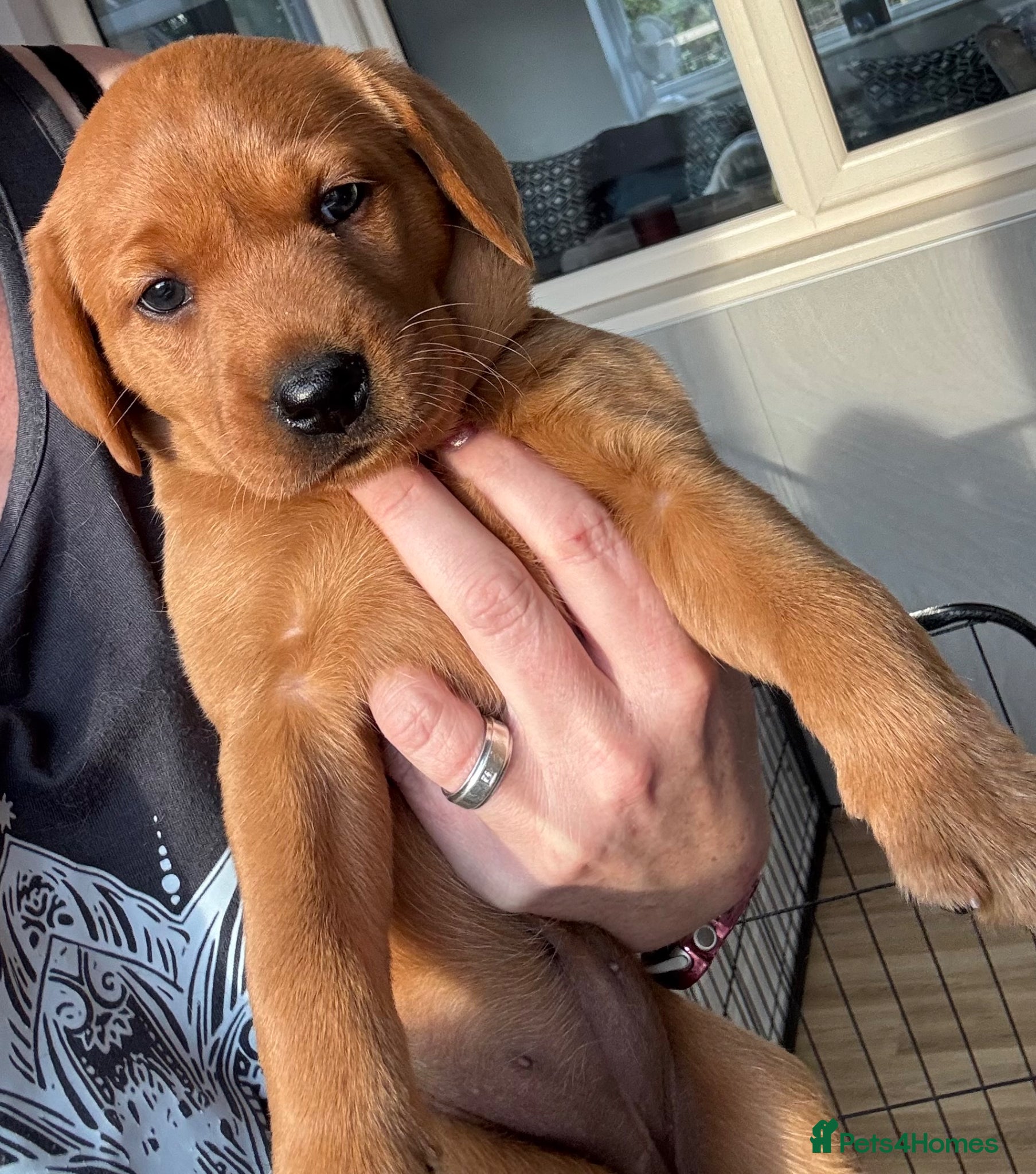 Labrador Retriever dogs KC Reg Fox Red Labrador Puppies  - Advert 11