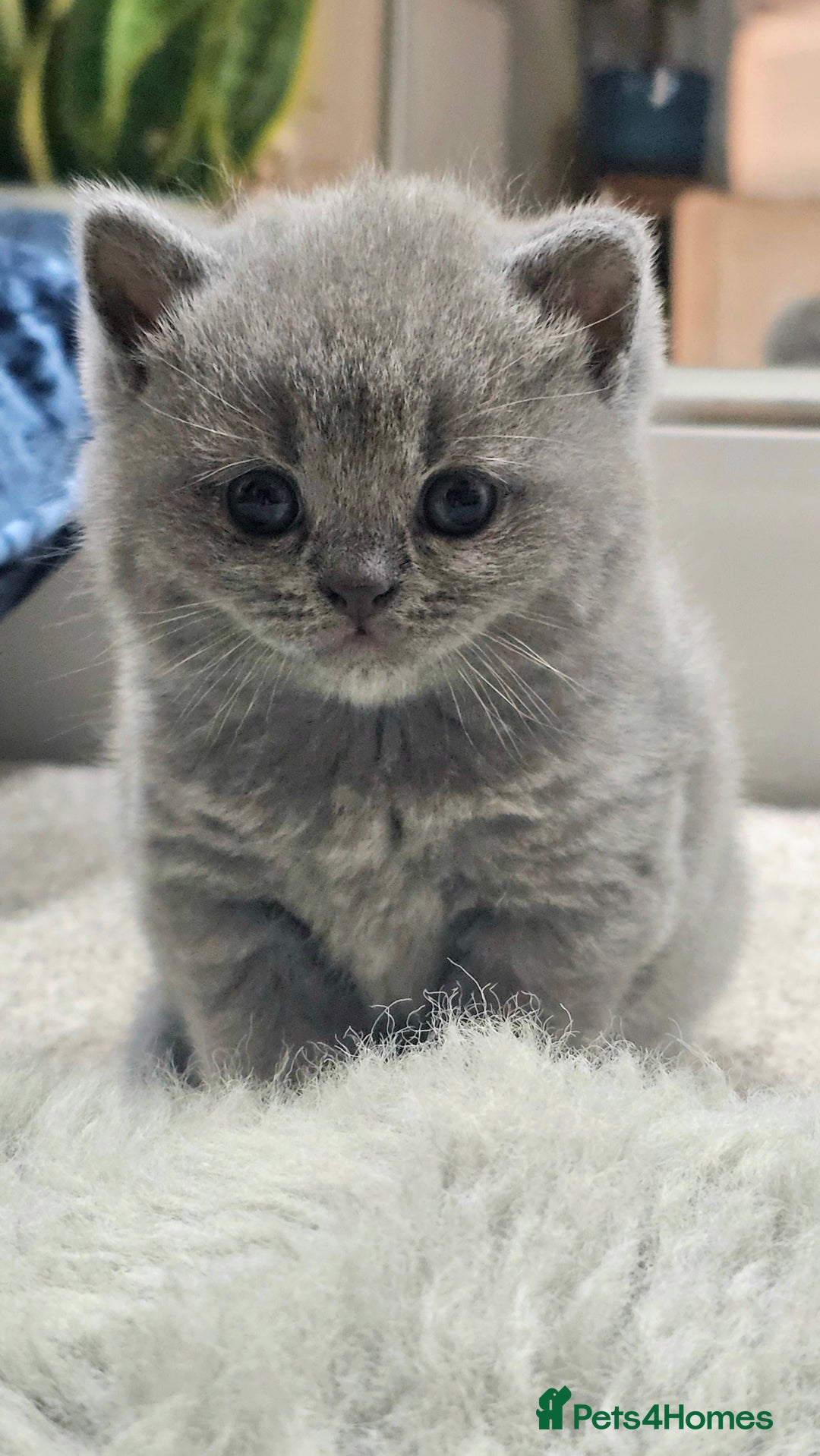British Shorthair cats for sale: Beautiful Pedigree British Blue Kittens  🐾 - Advert 13