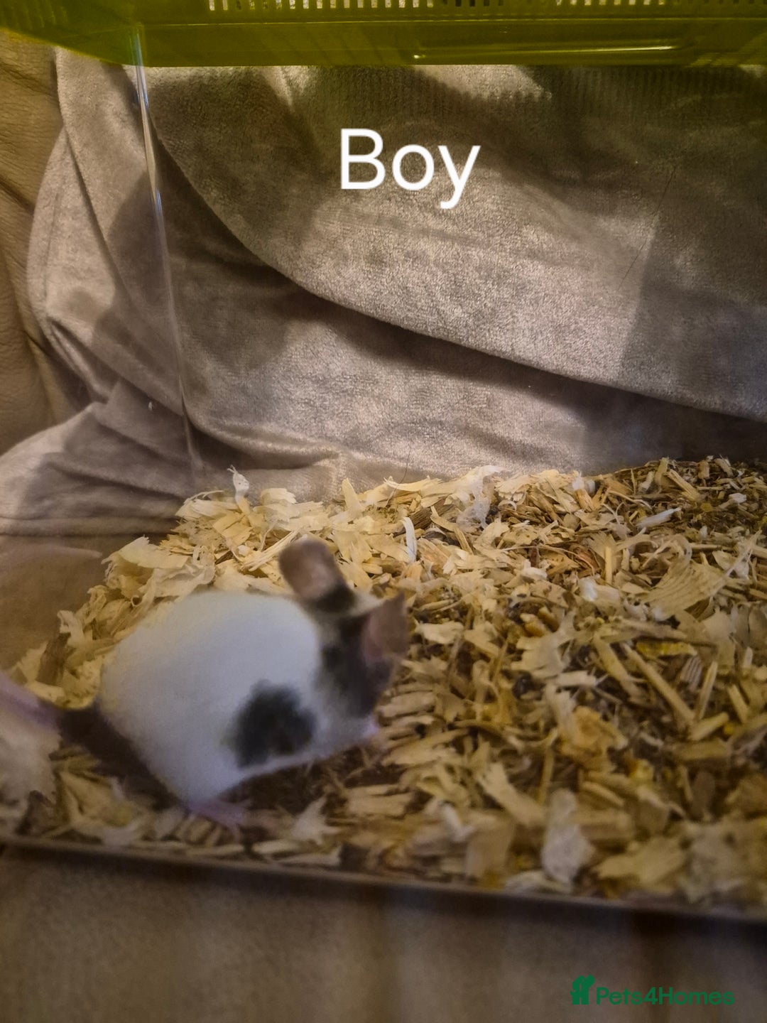 Mouse rodents for sale: 5 Cute Baby Fancy Mice - Advert 6