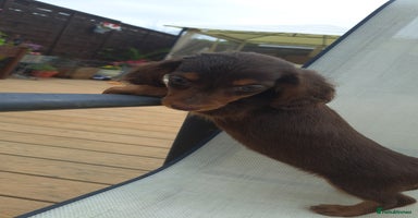 Dachshund dogs - Advert 1