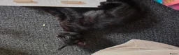Mixed Breed cats for sale: Beautiful  Kittens Looking for Their new Homes 🐾 - Advert 3