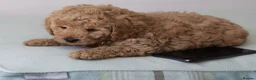 Cavapoo dogs for sale: 5*Licensed+DNAtested+Vetchecked+Red+Apricot+Cream - Advert 6