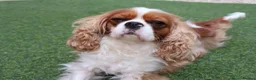 Cavalier King Charles Spaniel dogs for sale: Skye: Fully Trained Pedigree Cavalier - Kind Girl - Advert 12