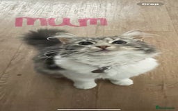 Norwegian Forest Cat cats for sale: 😸Kittens looking for a new family😸 - Image 6