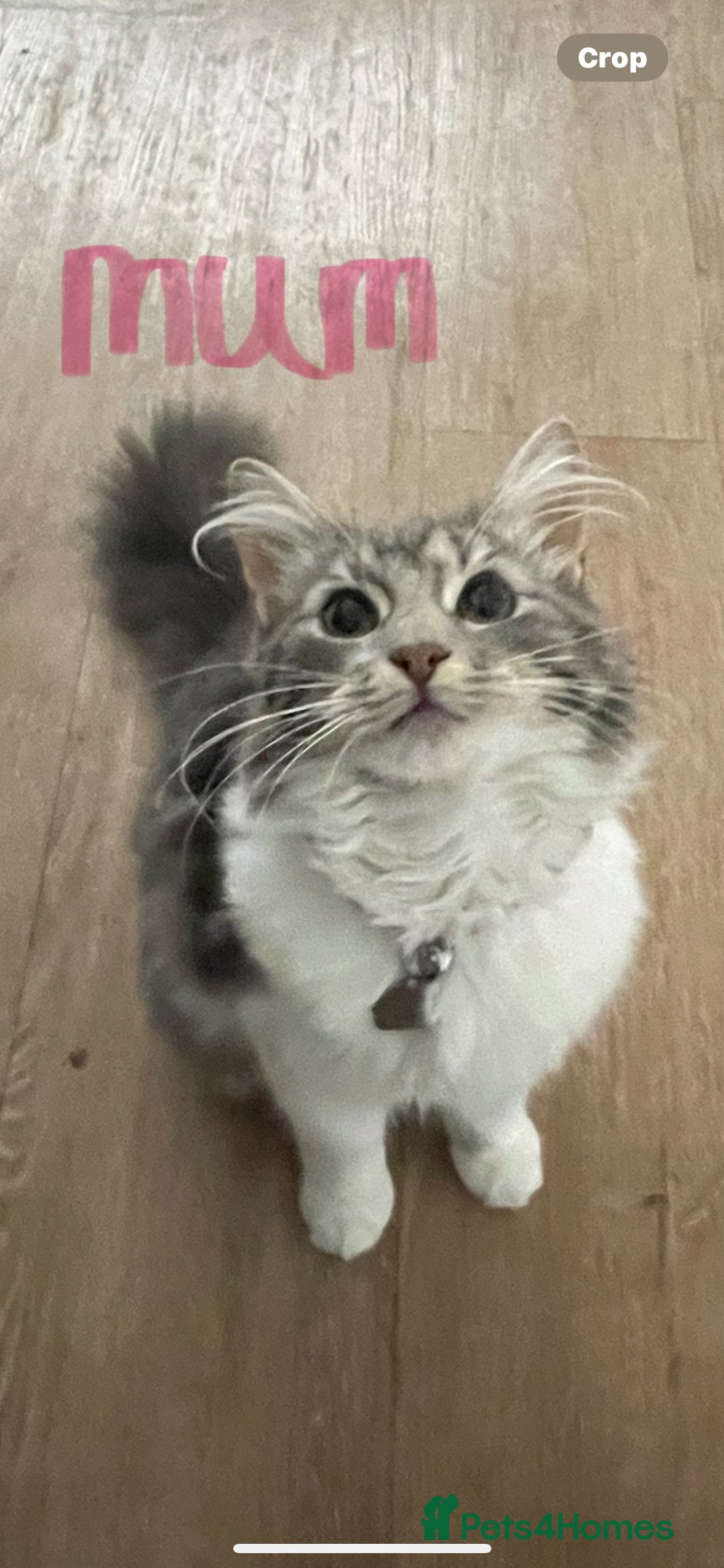 Norwegian Forest Cat cats for sale: 😸Kittens looking for a new family😸 - Image 6