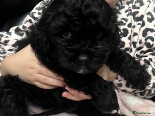 Cavapoo dogs Extensively health tested F1 cavapoo babies - Advert 14