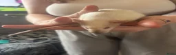 Rat rodents for sale: Rats for sale  - Advert 6