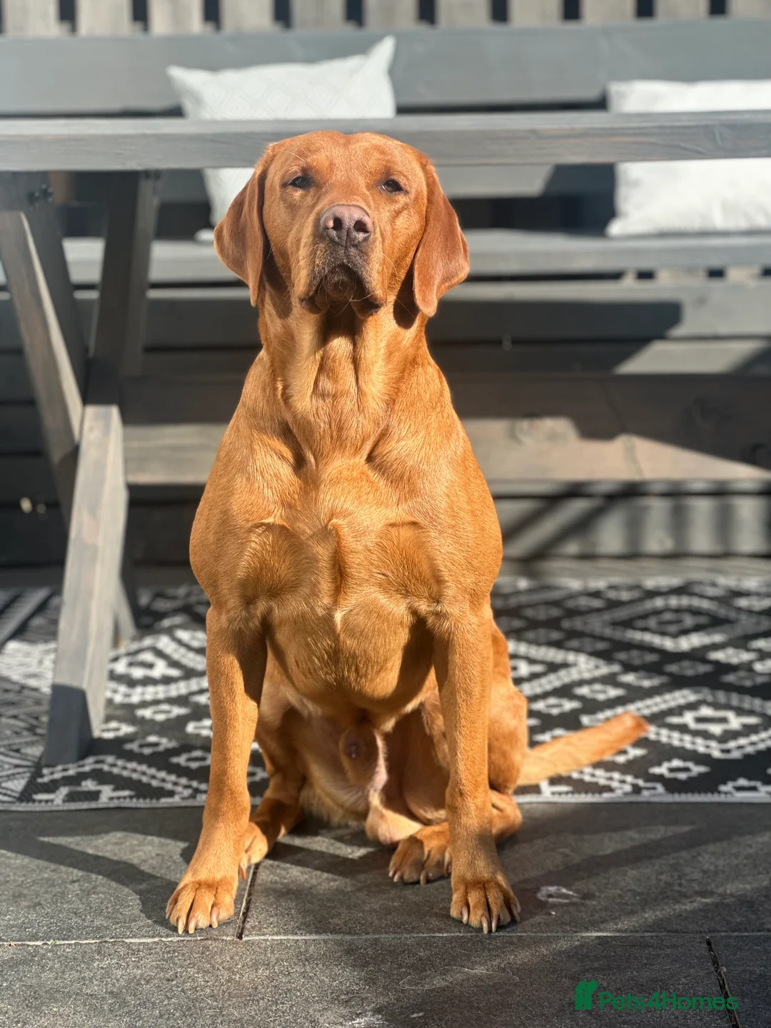 Labrador Retriever dogs for stud: Kc registered proven stud dog  - Advert 2