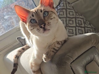 Bengal cats Male Snow Bengal seeking loving home - Advert 3