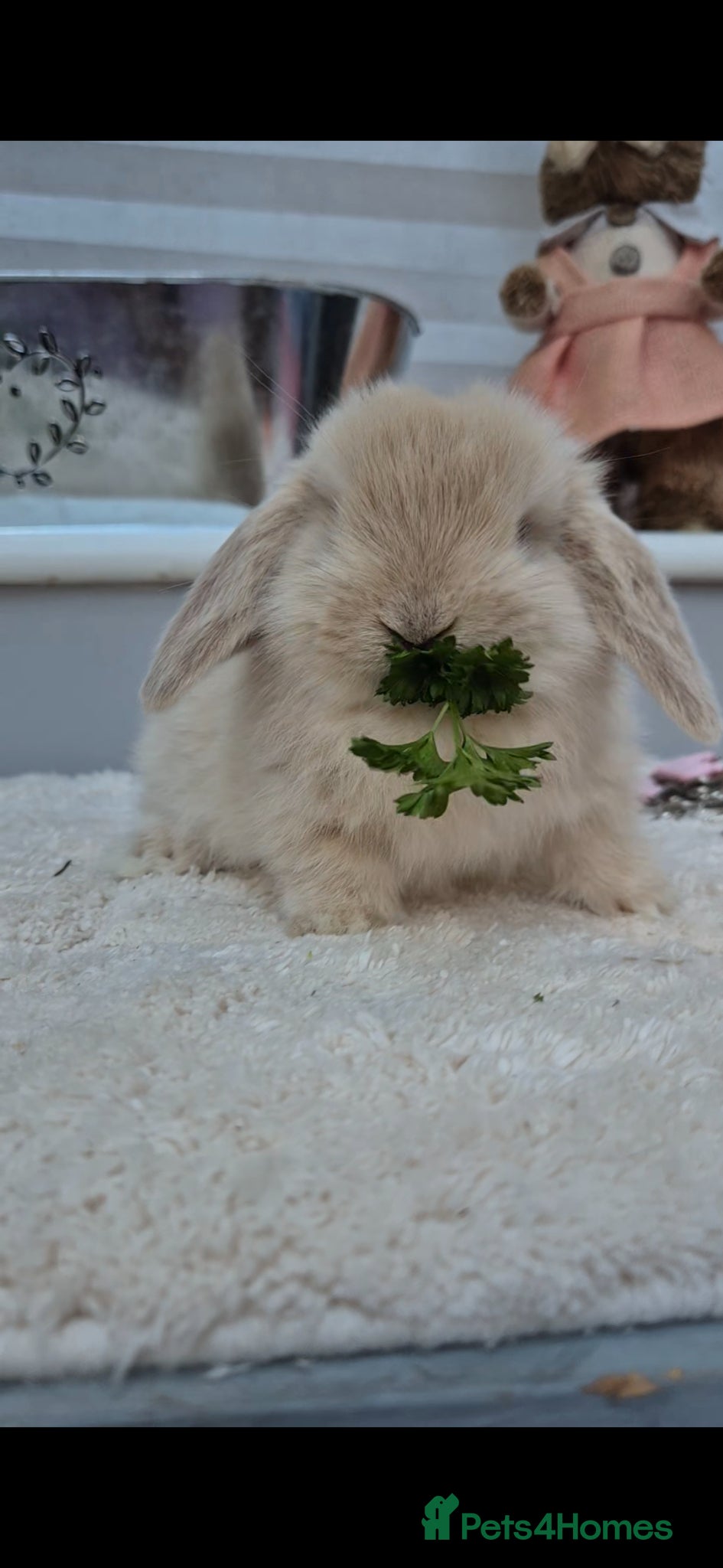 Mini Lop rabbits Mini lop Rabbit - Advert 13