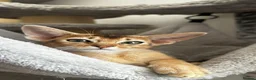 Abyssinian cats for sale: Last boy available Abyssinian kittens  - Advert 6