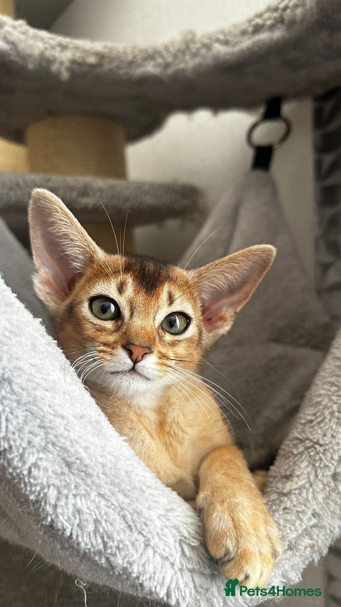 Abyssinian cats Abyssinian kittens - Advert 1