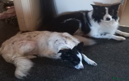 Border Collie dogs for sale: Border Collies for sale - Image 11