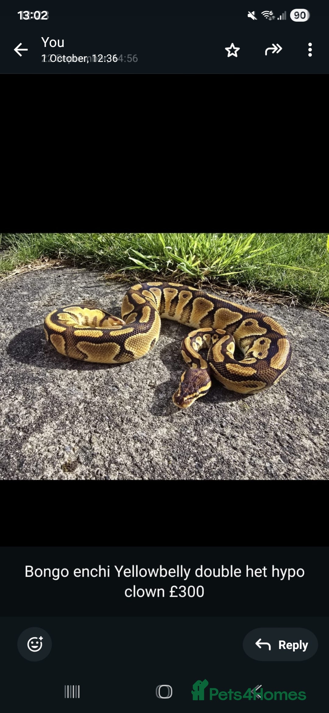 Python Snake reptiles for sale: Royal/ball pythons young to adult - Advert 8