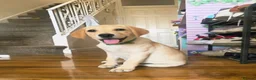 Labrador Retriever dogs for sale: READY NOW!!! KC registered Labrador Retriever  - Advert 22