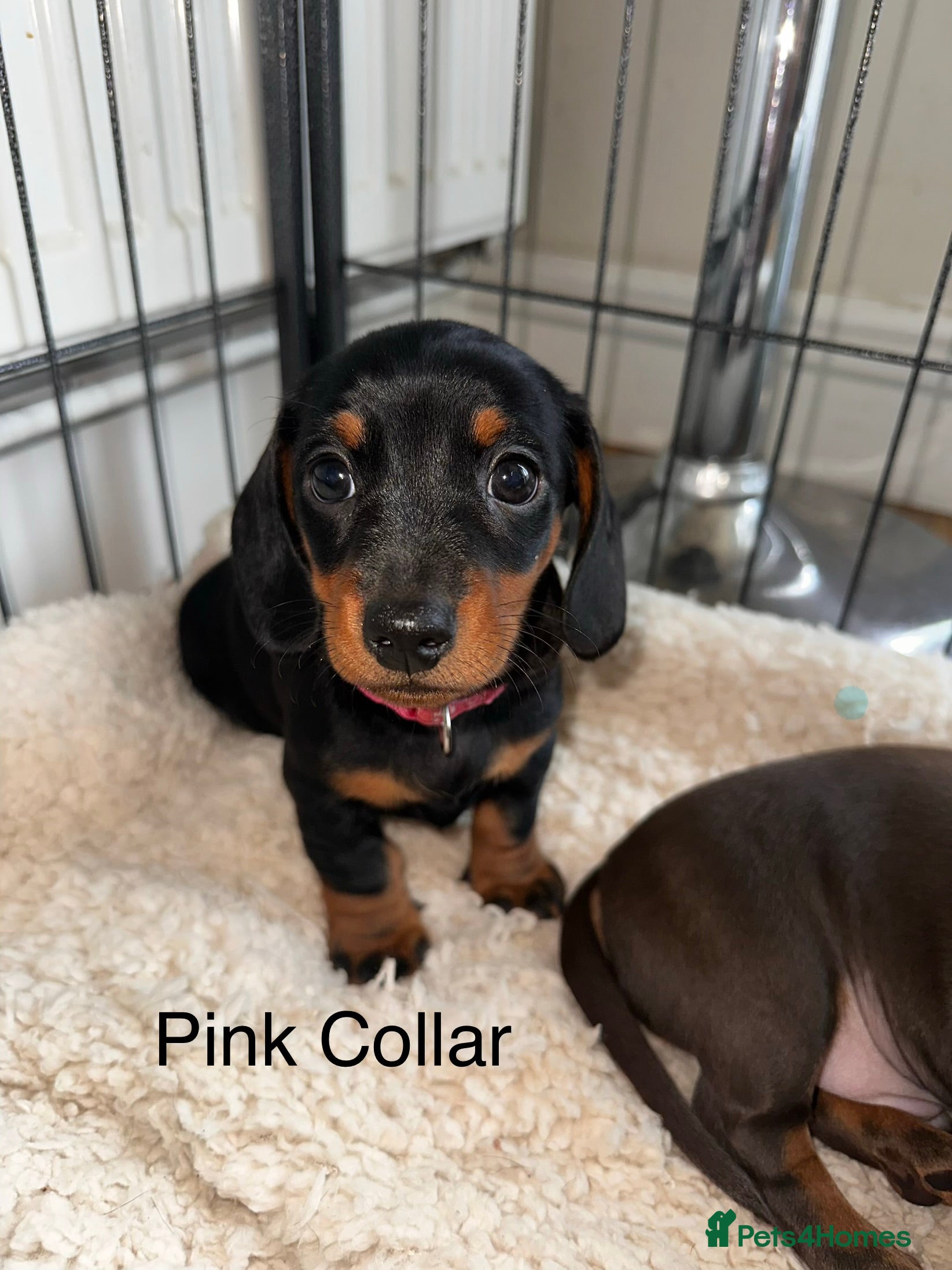 Miniature Dachshund dogs Kc Registered 5 Beautiful Dachshund Puppies  - Advert 2