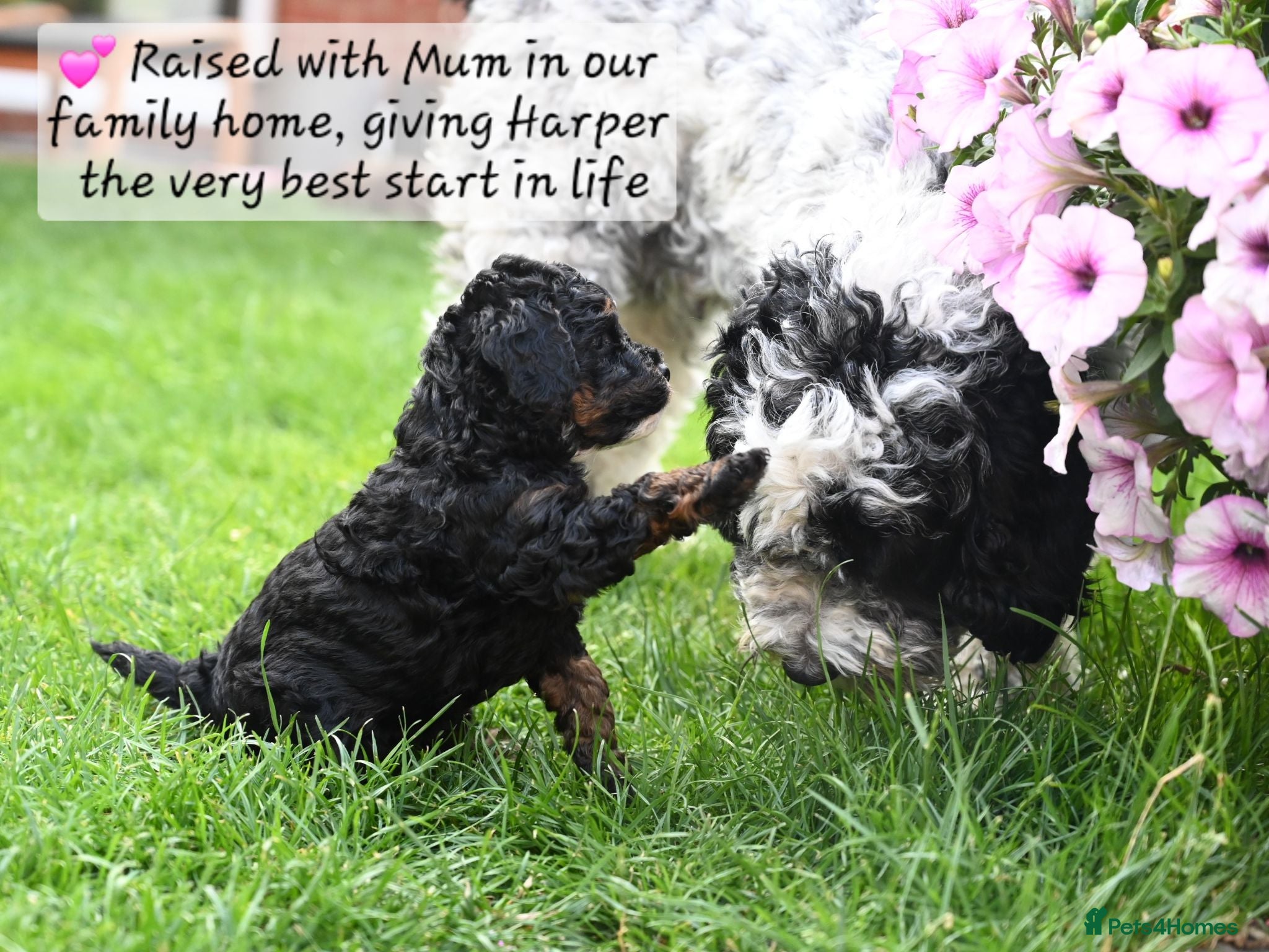 Cockapoo dogs 🐾F2 Cockapoos Puppies Wiltshire💗💗💗💙💙 - Advert 2