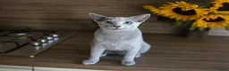 Russian Blue cats for sale: Young Russian Blues - Advert 2
