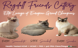 Ragdoll cats for sale:  🎀DNA Clear🧡TICA Reg🧡Ragdoll Kitten🎀 - Image 2
