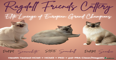 Ragdoll cats - Advert 2