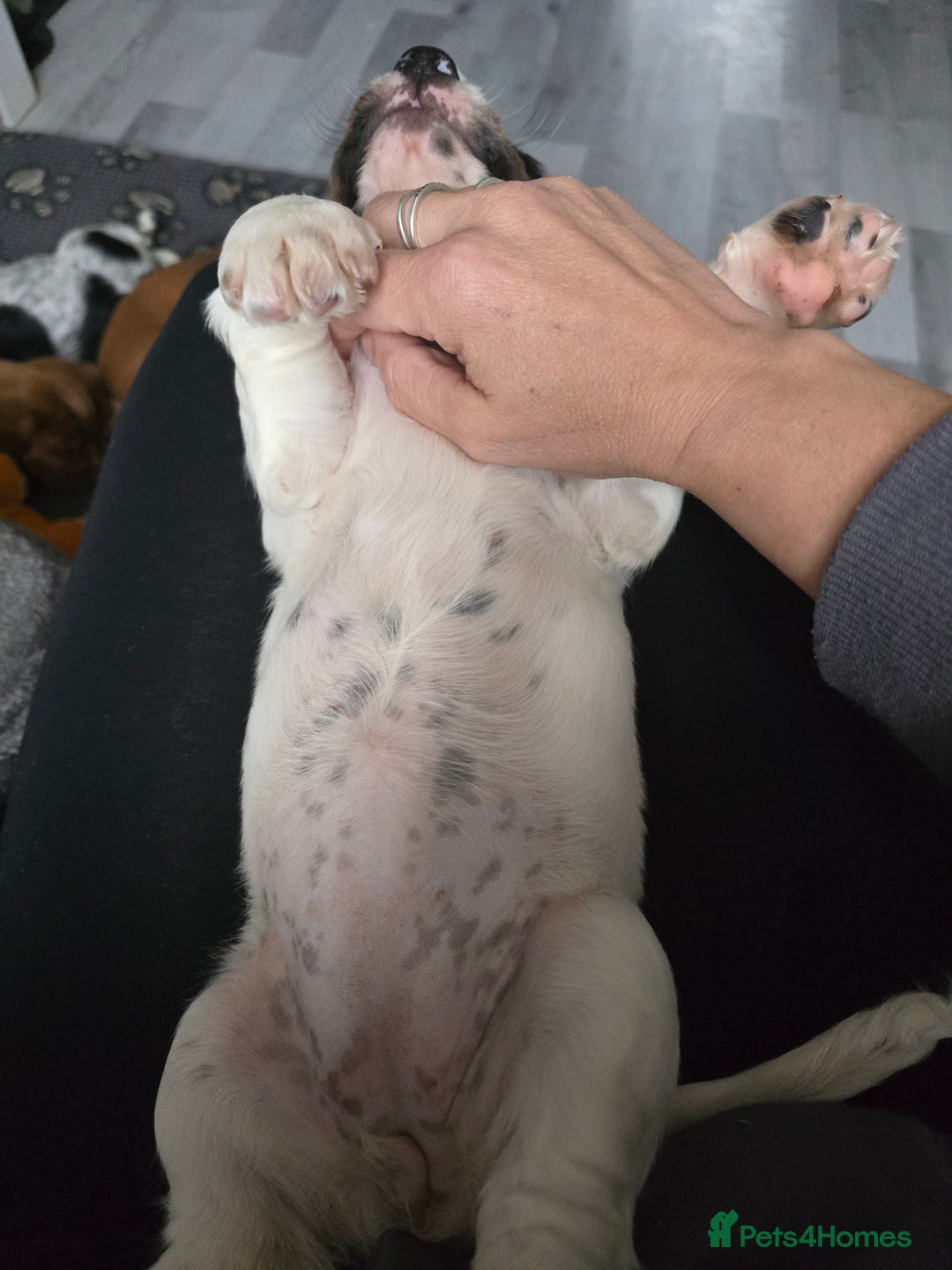 Cocker Spaniel dogs for sale: Last female Pedigree working cocker puppy - Image 4