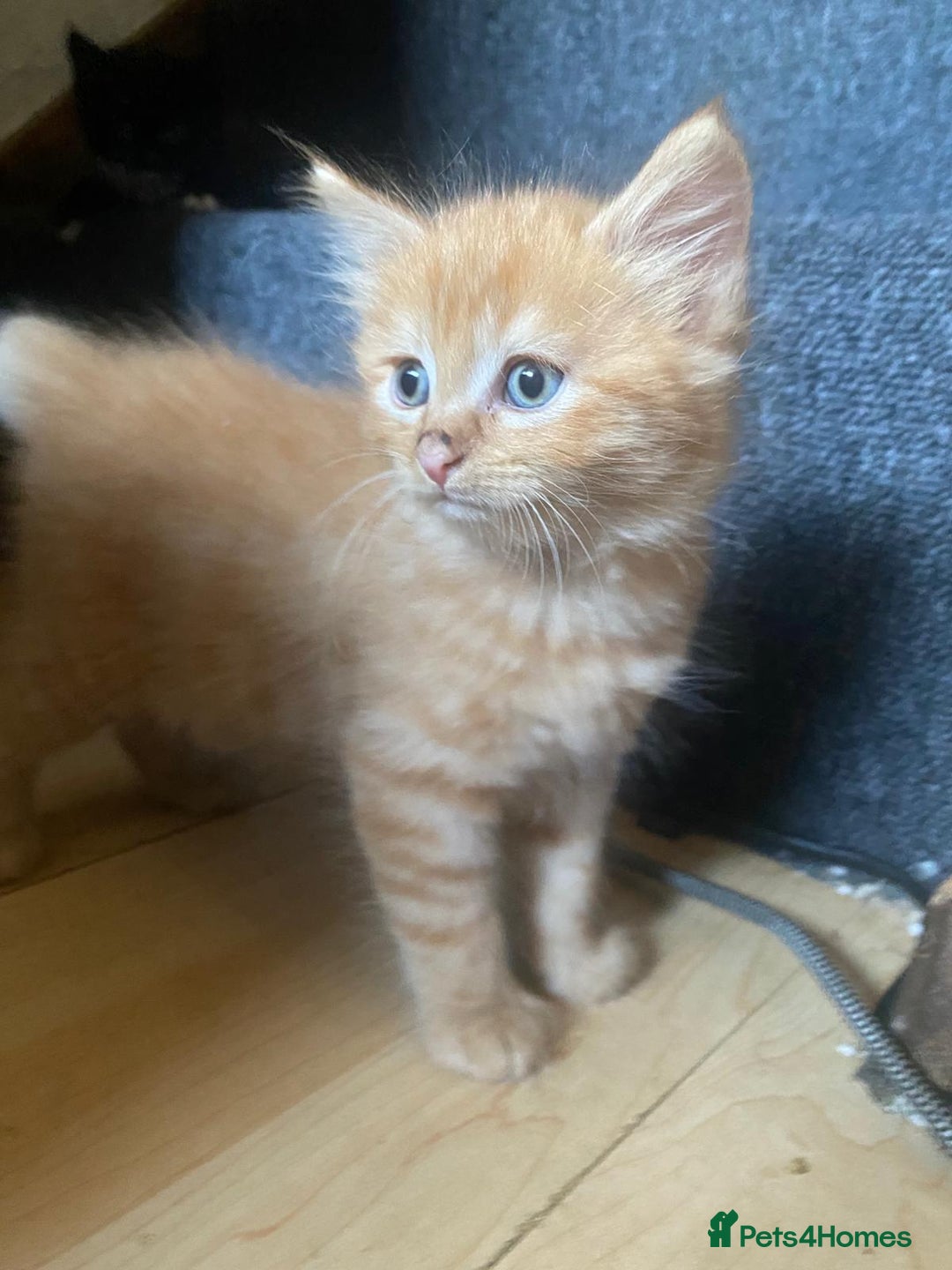 Mixed Breed cats for sale: Kittens ready 26th Aug - Image 8