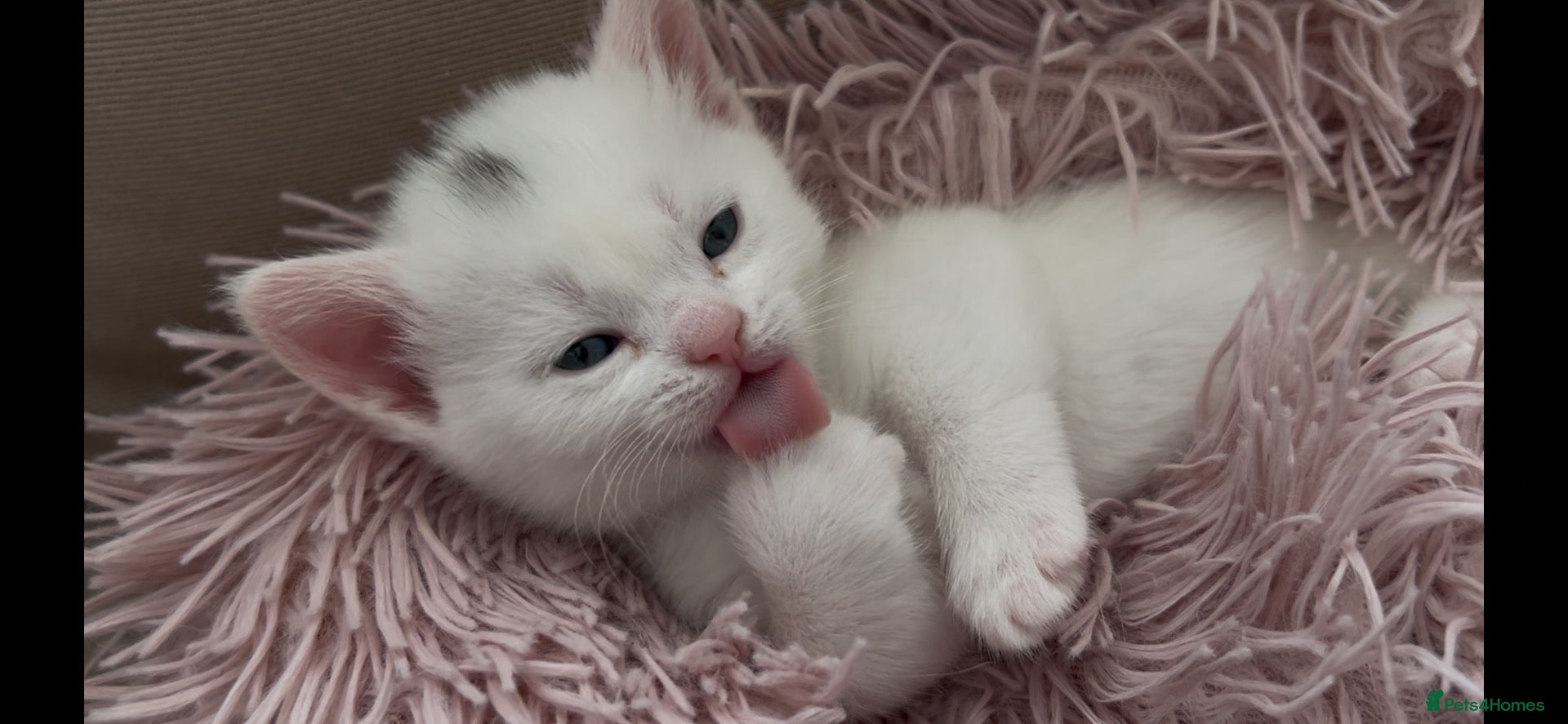 Munchkin cats Cutie Pies Munchkin 🤗 - Advert 2