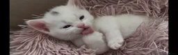 Munchkin cats for sale: Cutie Pies Munchkin 🤗 - Advert 2