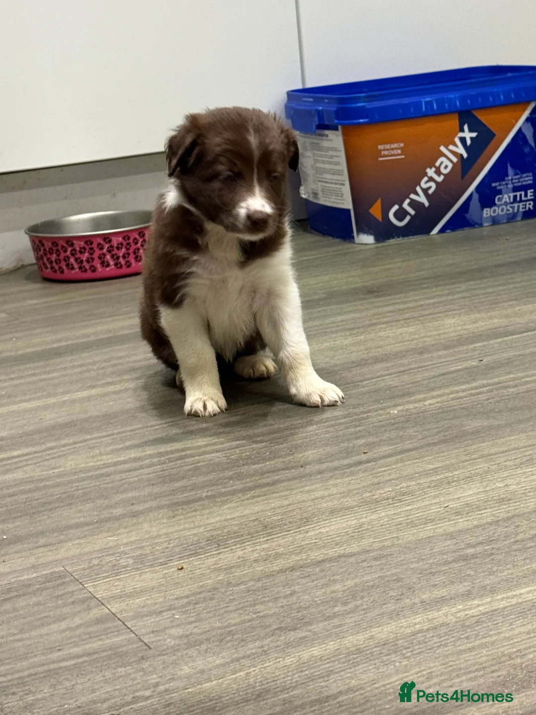 Border Collie dogs for sale: Border Collie red  - Advert 5